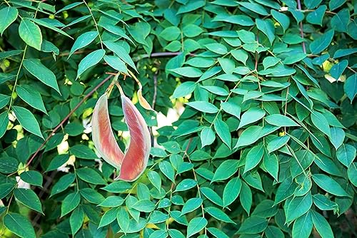 Miniatura 5 de Plántula de árbol vivo para plantar, cultivar plantas de árbol vivo, sin envío a California (Pecana del Norte)