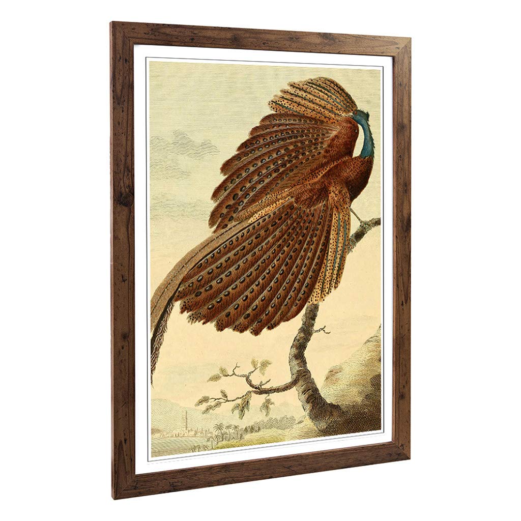 Big Box Art Framed Print of Vintage Charles R Ryley Argus Pheasant Design | Wall Art Picture | Home Decor for Kitchen, Living Room, Bedroom, Hallway, Walnut, A2 / 24.5x18 Inch / 62x45cm