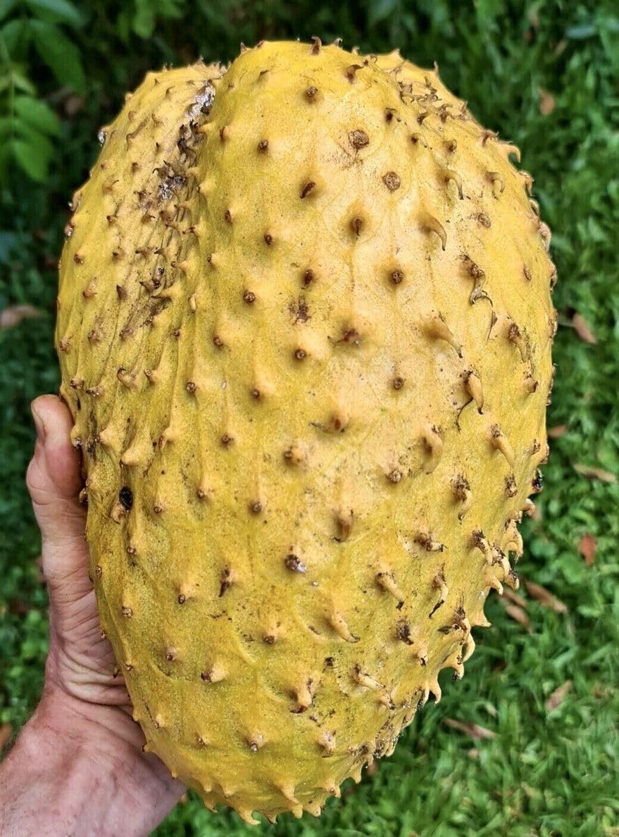 See full amazon price history chart for Sweet & Rare Big size Yellow Soursop Live Plant Annona Muricata Fruit Tree, Corossol Plant Lakshman Phal Graviola Mullatha Plant Medicinal (1 Healthy Live Plant) Plant Height 1.5Ft - 2Ft Sweet & Rare Big size Yellow Soursop Live Plant Annona Muricata Fruit Tree, Corossol Plant Lakshman Phal Graviola Mullatha Plant Medicinal (1 Healthy Live Plant) Plant Height 1.5Ft - 2Ft (B0D3BBLH37) Amazon Price History, Amazon Price Tracker