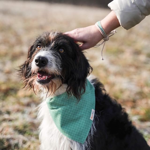 Foto 2 de 7 de Pettsie Collar bandana de cáñamo para perro y pulsera de amistad a juego para dueño