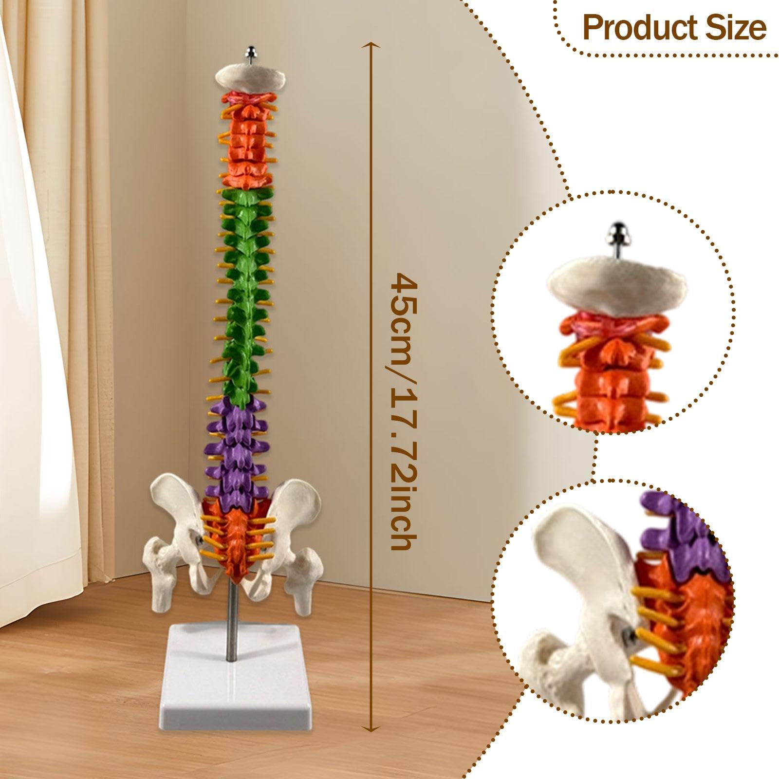 Garende 17.7inch Spine Model Skeleton Colored Teaching Aids Educational Tool Vertebral Column Model for Science Study, Demonstration