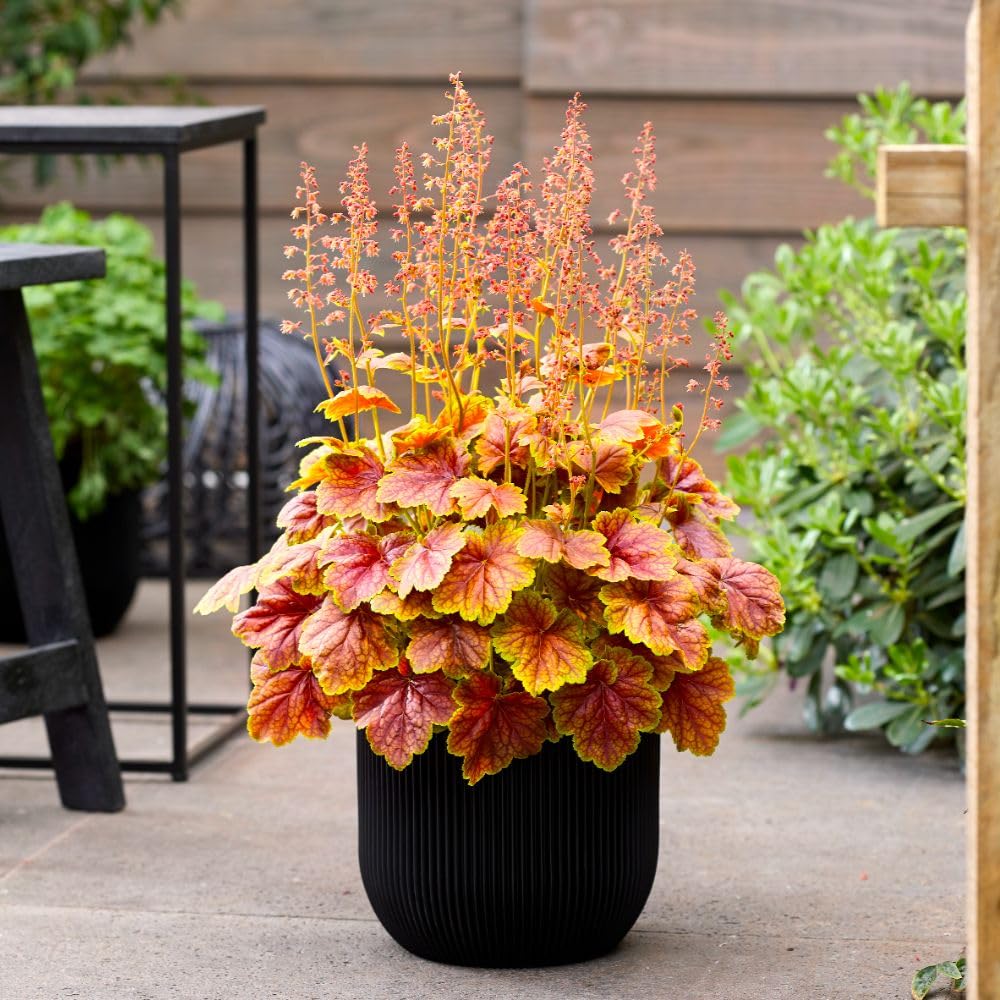 Heuchera ‘Eternal Flame’ – Hardy Perennial Coral Bells Plant with Fiery Orange Foliage & Pink Flowers, Semi-Evergreen for Borders, Pots & Shade Gardens 1x 9cm Pot by Thompson and Morgan