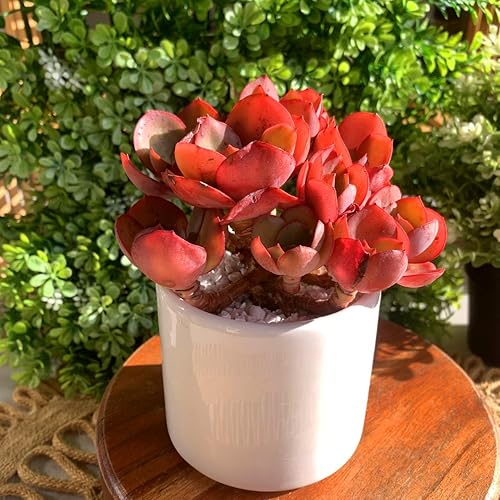 Miniatura 2 de FWPP - Plantas suculentas vivas Echeveria Suyon de 4.3 pulgadas, mini suculentas rojas agrupadas, raíz desnuda sin tierra de maceta, plantas vivas