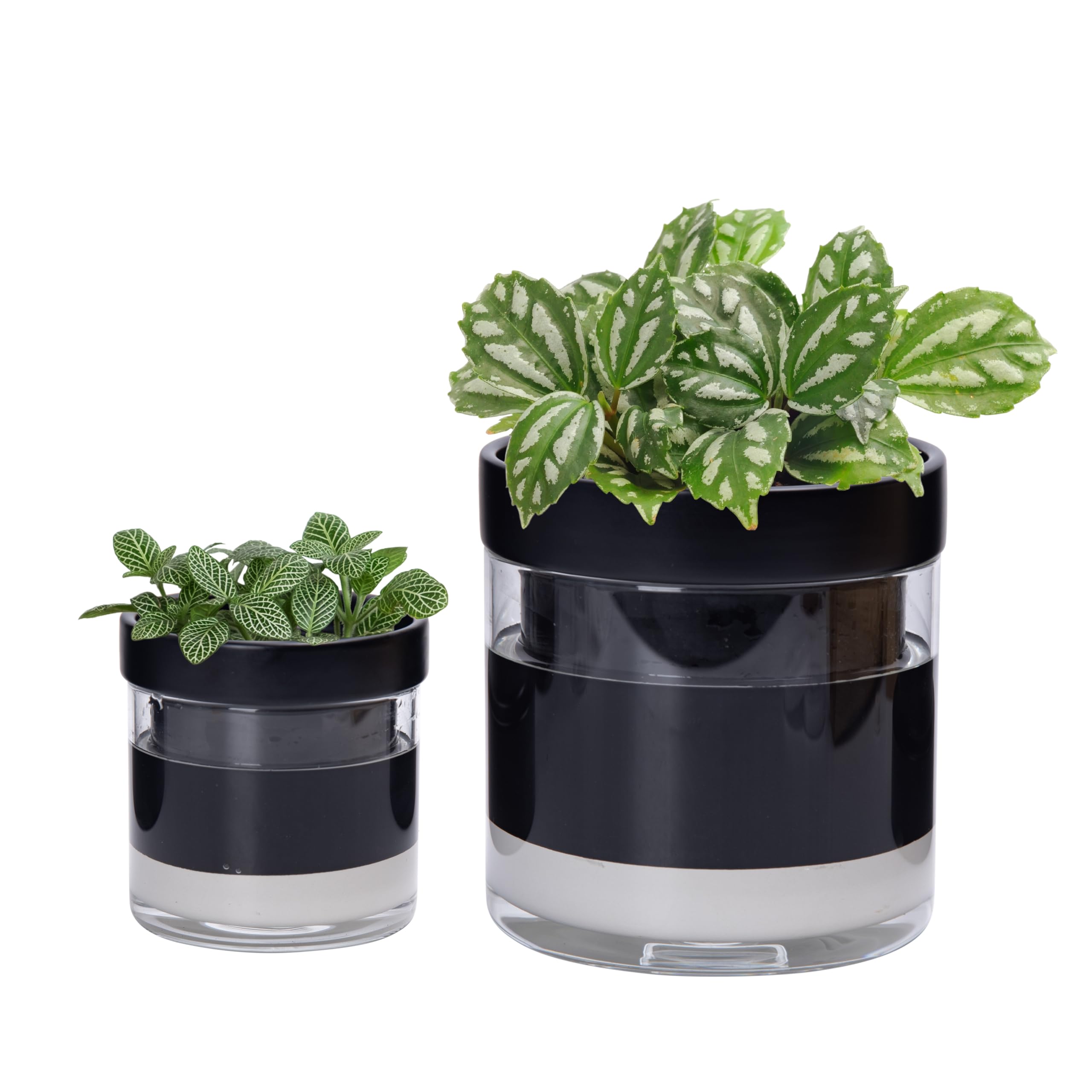 Phoenix Vine 6 Inch 4 Inch Self Watering Terracotta Planter, Black Terracotta Clay Pot with Glass Reservoir for Indoor Plants, Herbs, Flowers, 52-C-G-46 โ image 1