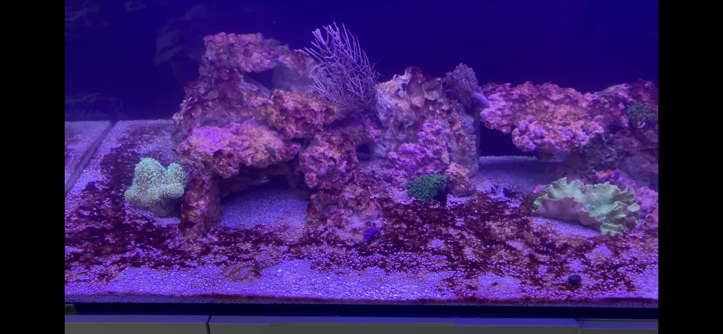 El Fitoplancton Marino Se Las Arregla Con Un Poco De Ayuda De Sus - Foto 2