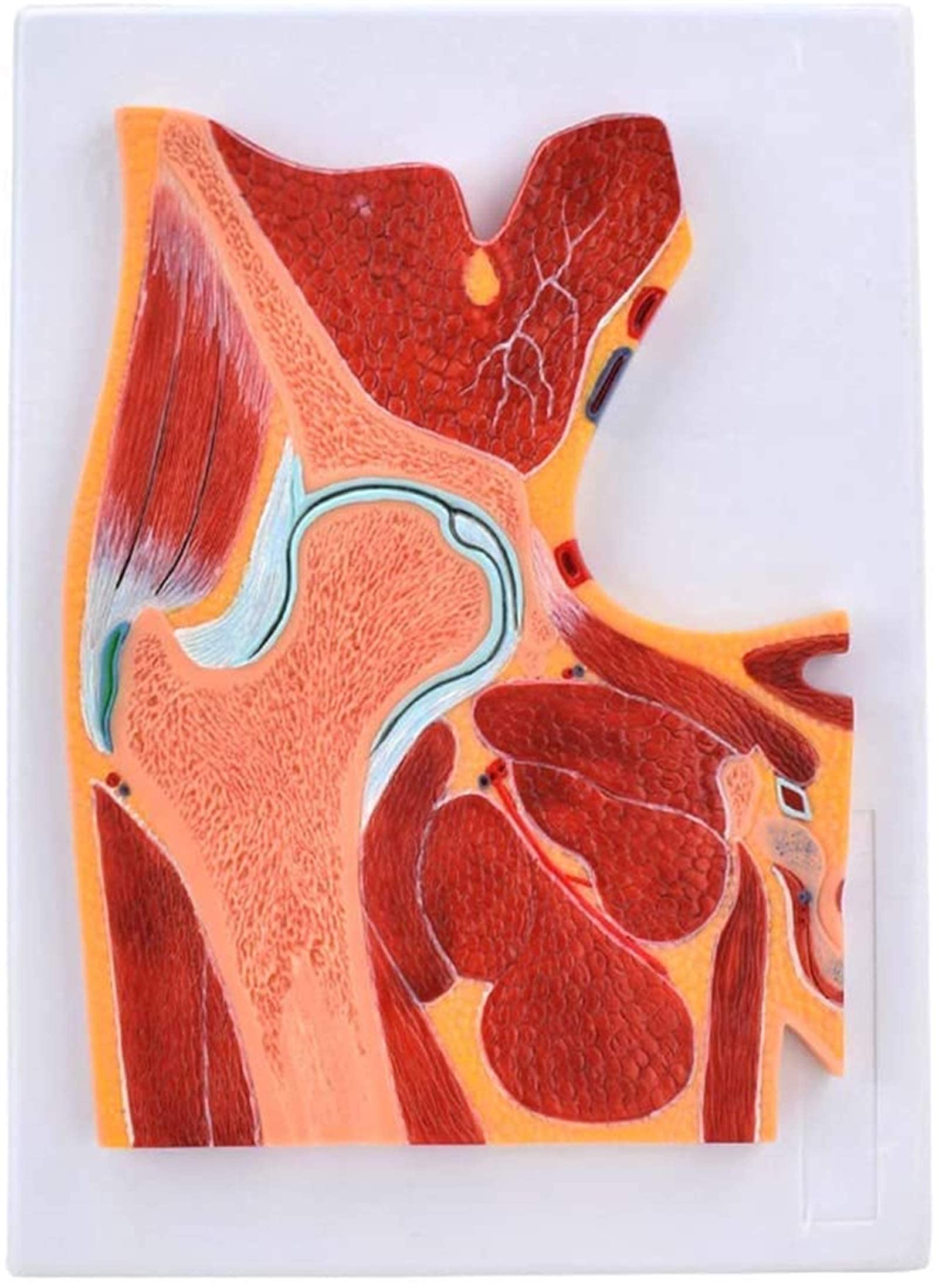 Model anatomiczny, model bioder, struktura mięśni szkieletowych, ortopedyczne stawy, nauczanie, dekoracja medyczna, statuetka, modele medyczne i materiały edukacyjne do medycznego modelu szkieletu