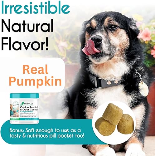 Miniatura 5 de Balanced Breed Probióticos para perros Enzimas para la salud digestiva fabricadas en Estados Unidos aprobados por veterinarios y farmacéuticos