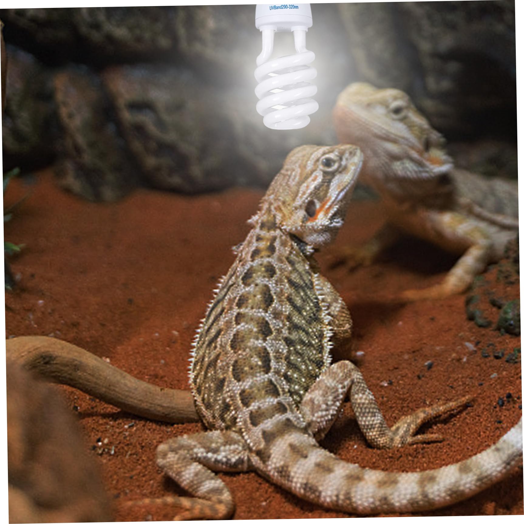 Reptile UVB Bulb 5.0 UVB E27 Interfaz Reptile SUBROPICAL LIGHTA Blanca Azula LIGHTIVE Reptil
