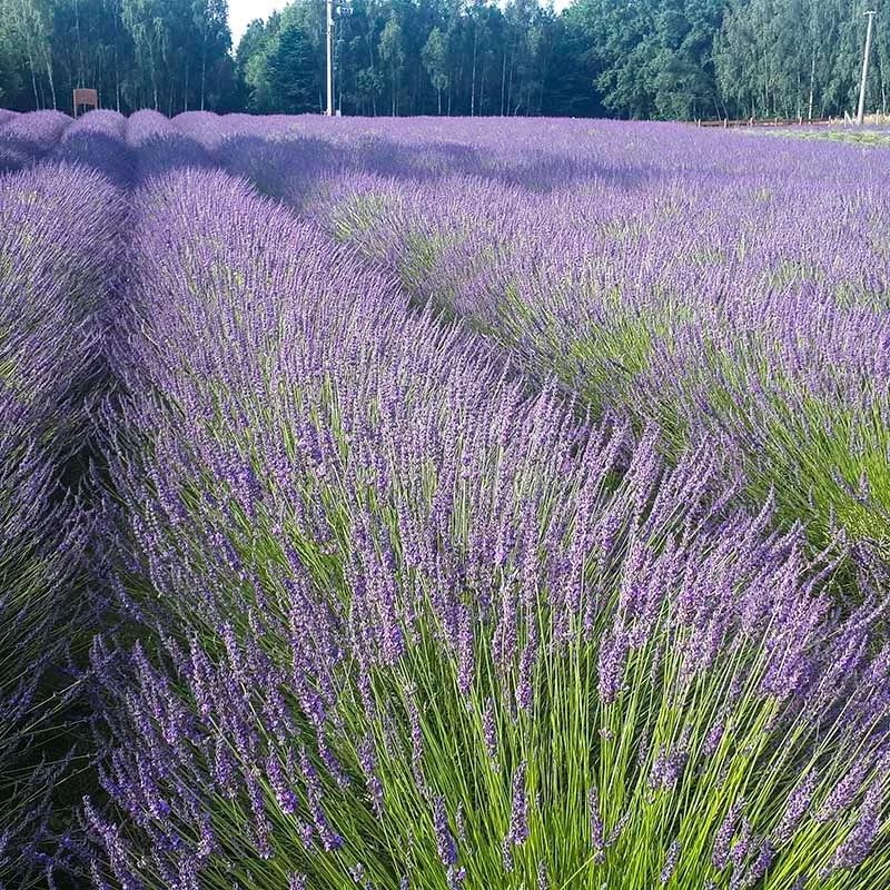 Lavandula x Intermedia Phenomenal (English Lavender) #1 Size Root for Planting – Hardy Perennial with Fragrant Flowers | Long Lasting Summer Blooms for Gardens (1 Pack)