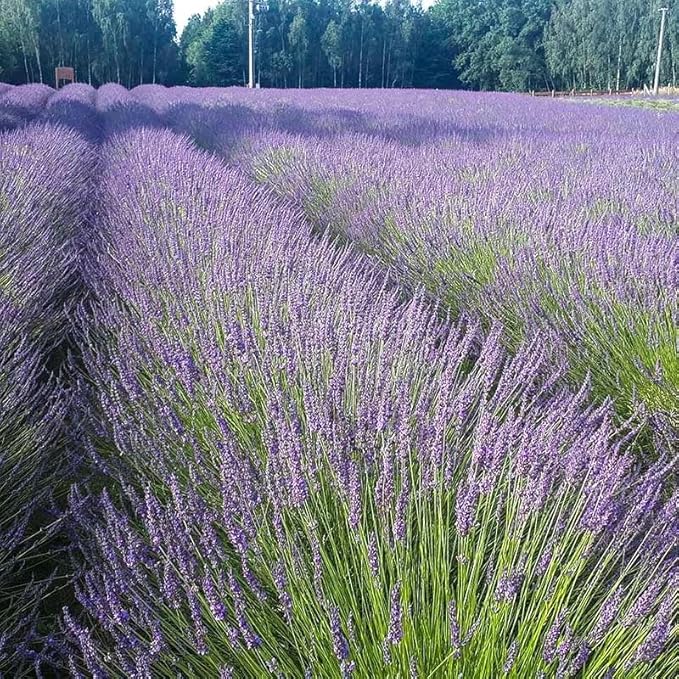 Votaniki Lavandula x Intermedia Phenomenal (English Lavender) #1 Size Root