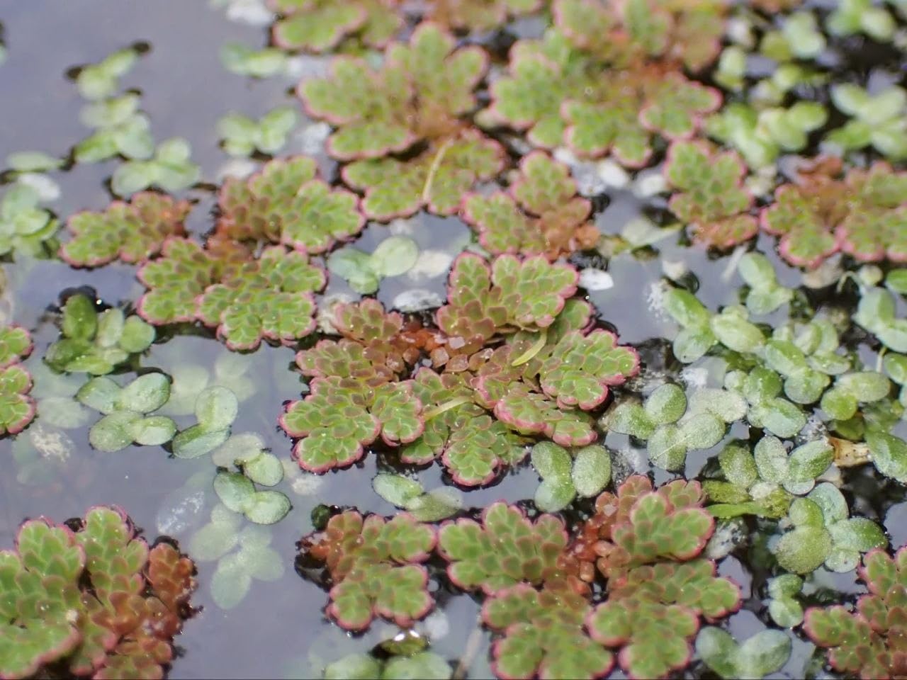 Natural Bio Fertilizer Aquatic Fern for Home Garden and Rice Crops (1400 Live Healthy Plant Seeds)-picture-29