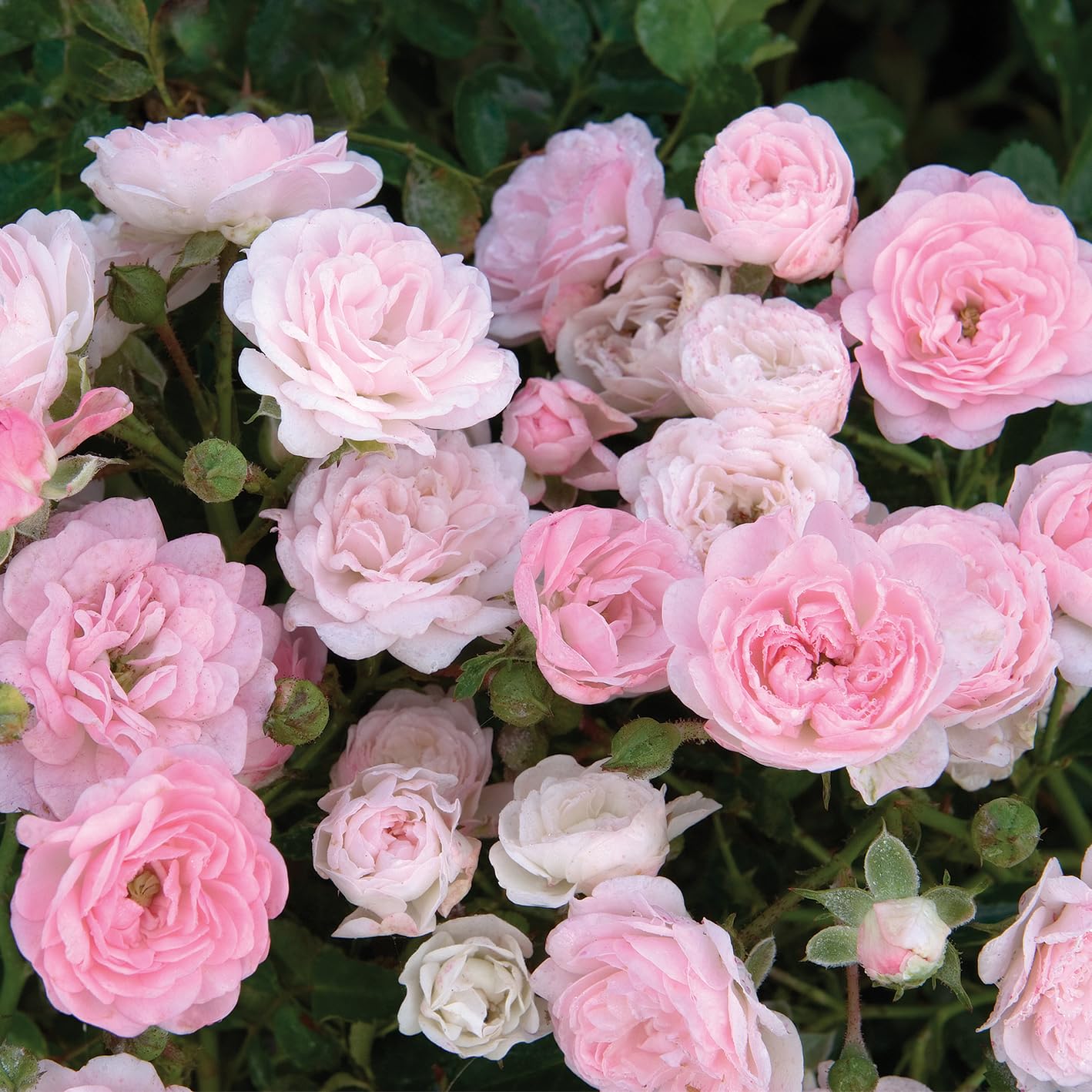 Amazon.com: Live Plant from Green Promise Farms - Rosa The Fairy