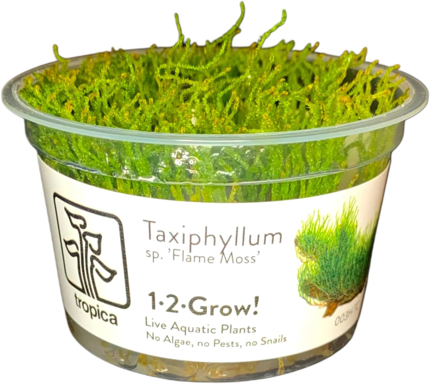 Aquarium Moss, 1-2-GROW, Tropica, Aquarium Plant Live (Flame Moss)