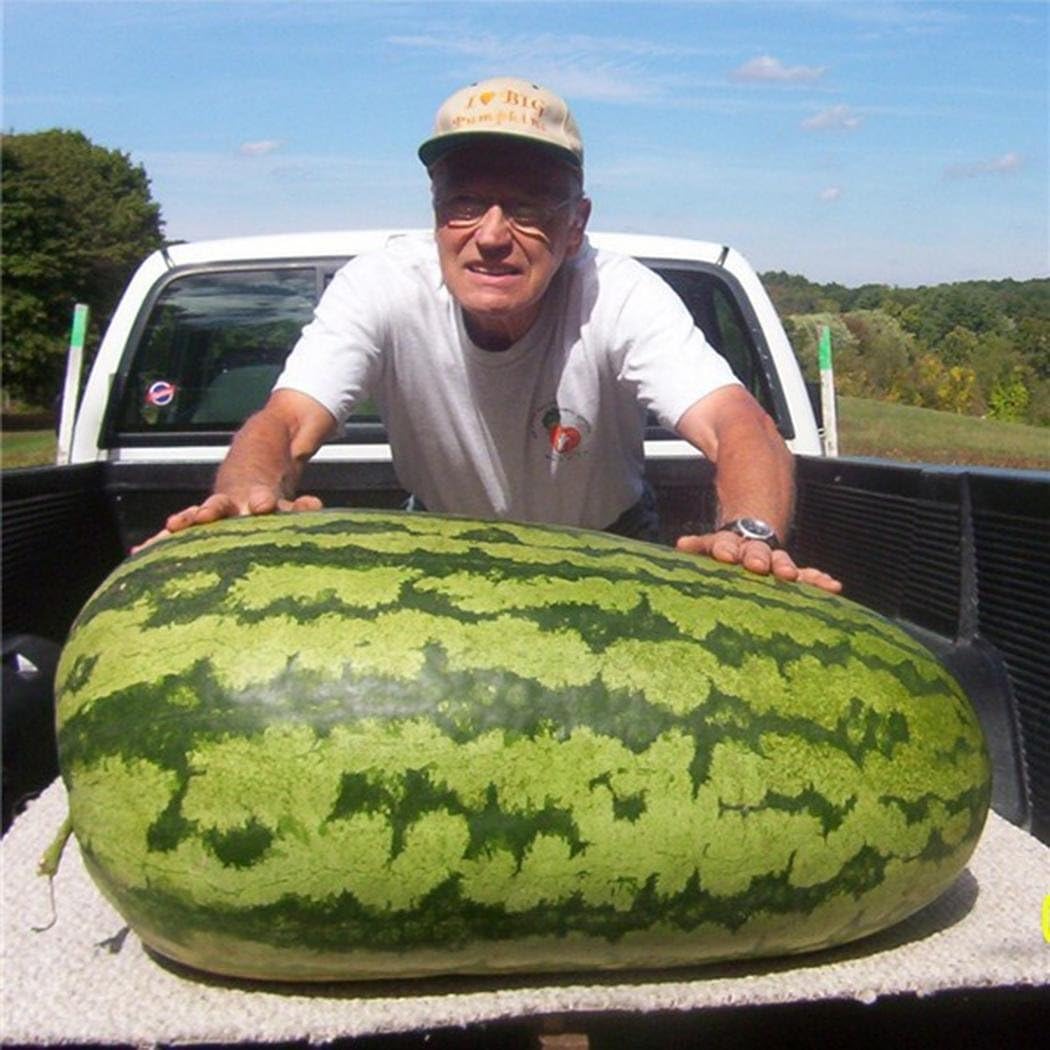 100 Pieces Rare Giant Watermelon Seeds"World's Biggest Watermelon" Rare Fruit Seeds Sweet-Sweet Melons Seeds