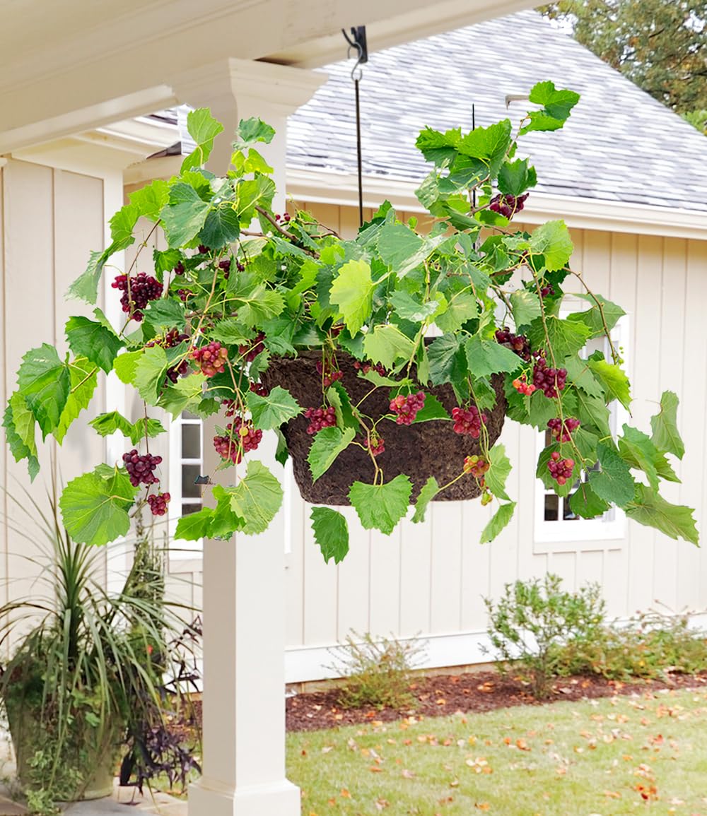 BALDUR Garten 1x Immertragende Tafel-Traube 'RazzMatazz®', Pflanze im 14 cm-Topf, resistent und pflegeleicht, winterhart bis -18 °C, kernlose Trauben, monatelange Ernte ab Juli