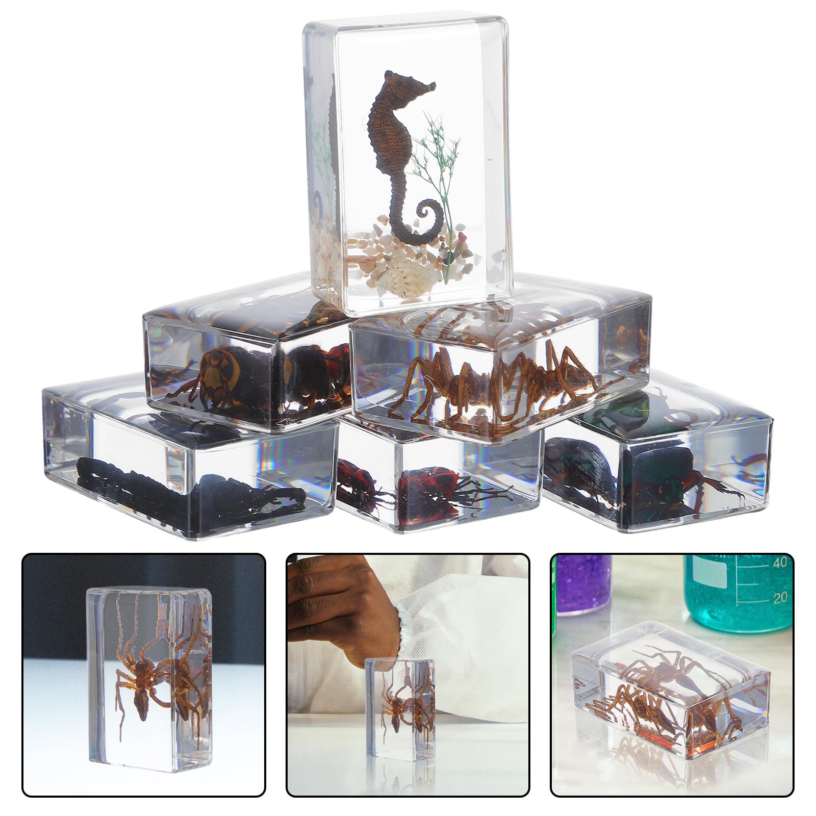 Set da 6 Pezzi di Insetti in Resina per Collezione e Decorazione da Scrivania, Esemplari Conservati Artigianato Elegante per Educazione Scientifica e Arredamento Casa