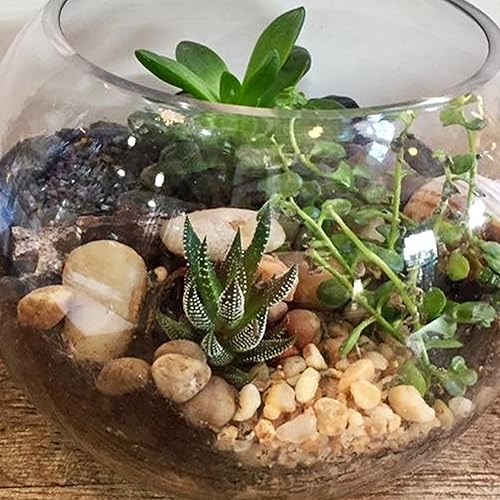Miniatura 6 de Piedras para plantas de interior, 2.5 libras, rocas pequeñas de río de 1 a 1.5 pulgadas, piedras decorativas pulidas, grava de acuario suave para