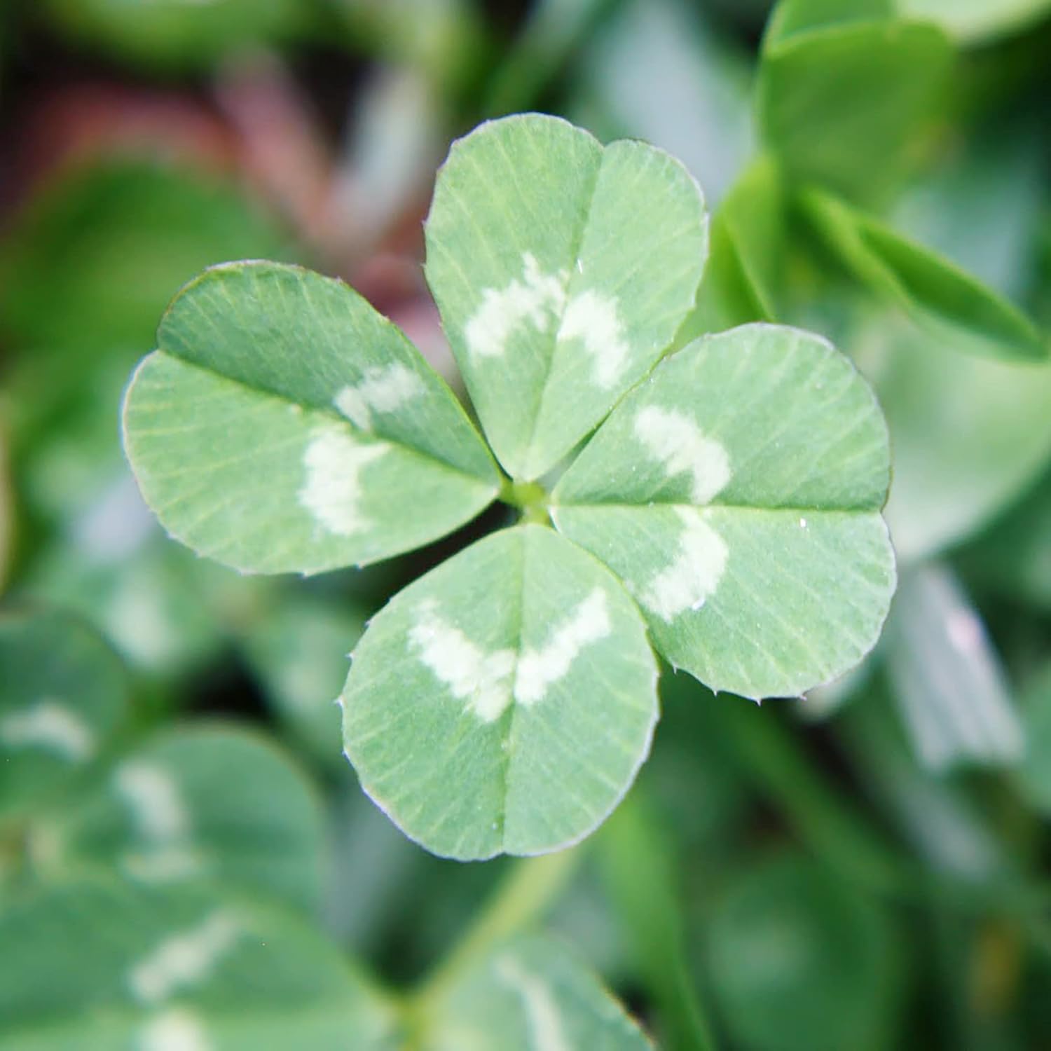 Amazon.com : Four Leaf Clover Seeds Perennial GMO Free Ornamental Decor ...