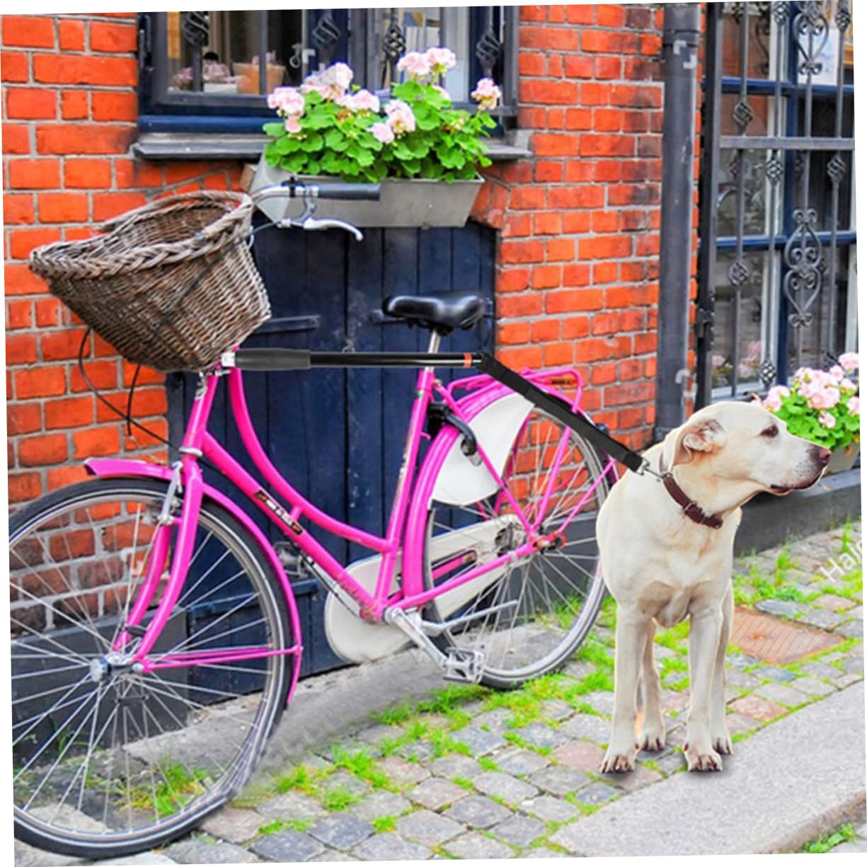 Gatuida Laisse de Vélo pour Chien Attache Réglable sans Fil pour Entraînement et Promenade