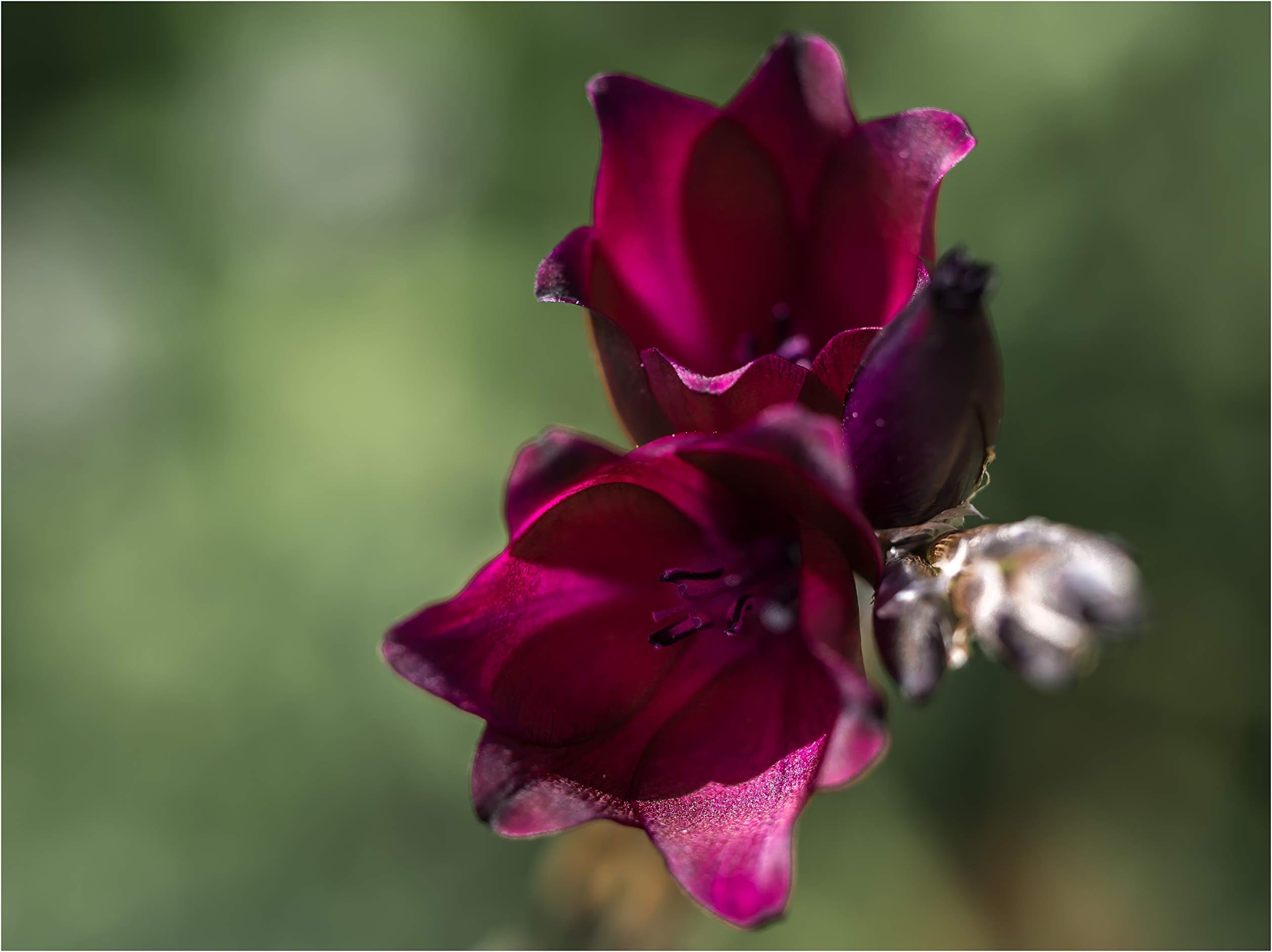 RP Seeds Dierama Blackbird (Angel's Fishing Rod) - 10 Seeds