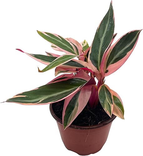 BubbleBlooms Stromanthe Triostar Sanguinea - Planta de interior hermosa y fácil de 4 pulgadas