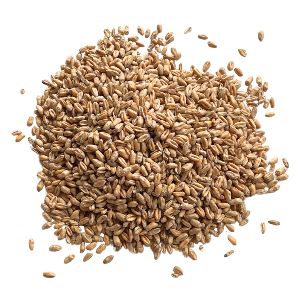 Wheatgrass Seed – UK Regeneratively Grown | Ideal for Juicing, Microgreens & Pet Grass | from Brow Farm, Lancashire (5kg in a 10 Litre Food Safe Bucket with Lid)