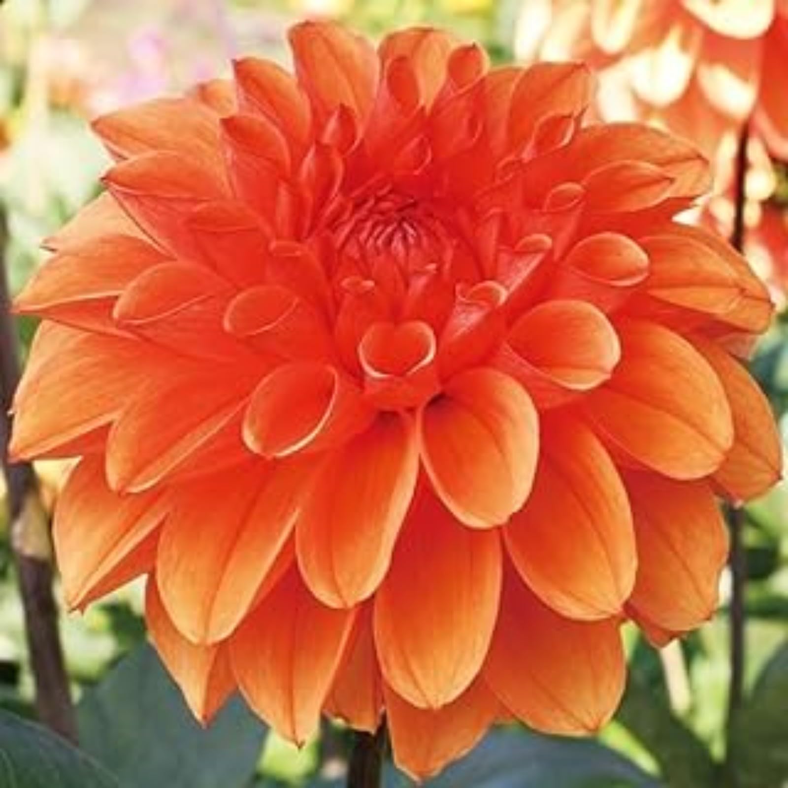 Dahlia Bulbs Mix for Planting Now UK,Hardy Perennial,Dahlia tubers Bulk,Hardy Perennials,Beauty of Garden,Wedding Flowers,Gift Ready-4bulbs-I