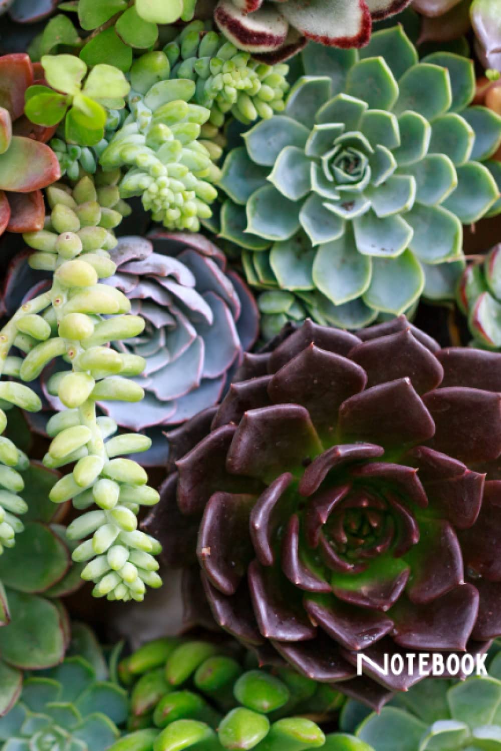 Lined Succulent Notebook