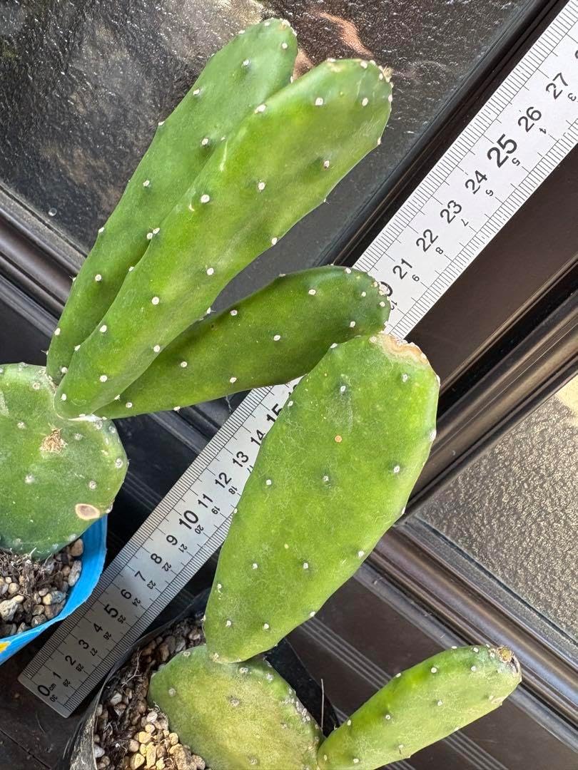 うちわサボテン ノパル 食用サボテン とげのないウチワサボテンの葉