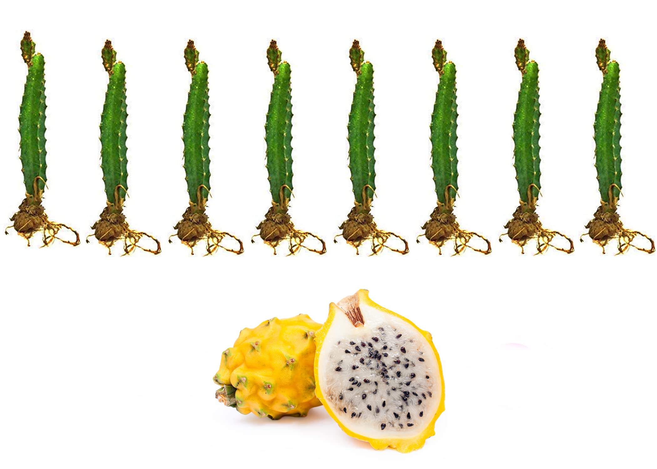Cloud Farm Dragon Fruit Combo Pack of 8- Yellow Skin with White Flesh Hybrid 8 Pieces of Rooted Dragon Fruit Saplings.[CF06] (B0B6CWX8YH) Amazon Price History, Amazon Price Tracker