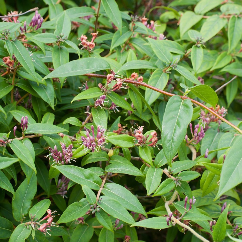 GardenersDream Lonicera Henryi - Immergrnes Geiblatt Winterhart -  Kletterpflanzen Winterhart Rotbraun - Balkon Pflanzen Schattenvertrglich :  Amazon.de: Garten