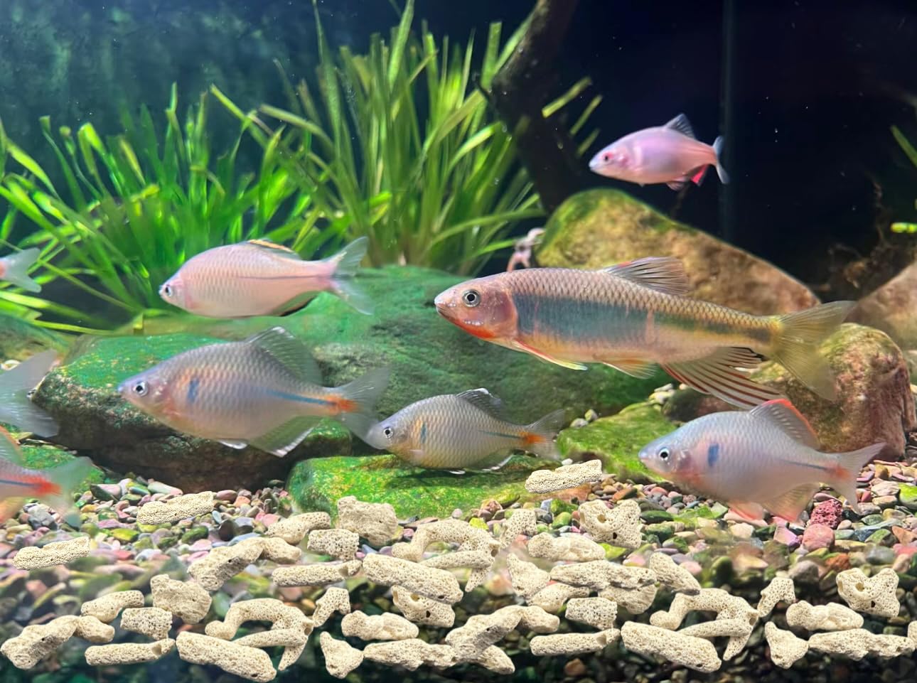 Filtro de coral triturado para acuario, tanque de peces de coral triturado para acuario de agua dulce, filtro biológico para acuarios, bolsa de medios, filtro reutilizable para acuario