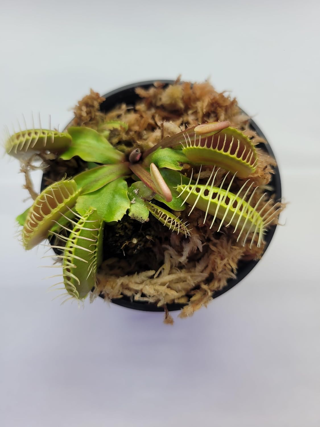 Large Sized Big Mouth Venus Flytrap (Fly Trap Carnivorous Plants) Dionaea Muscipula 3 inch Pot