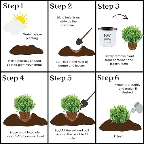 Miniatura 9 de Proven Winners Boj Sprinter de 2 galones