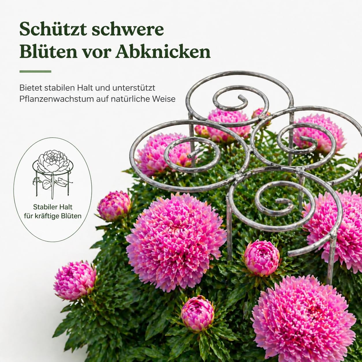 Pflanzenstütze für Pfingstrosen – Metall Pfingstrosen Halterung, Wetterfester Staudenhalter als Rankhilfe, Schwere Ausführung für große Blüten, Pflanzstützring für Rosen, Hortensien, Tomaten (L)