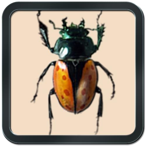 Real bug
