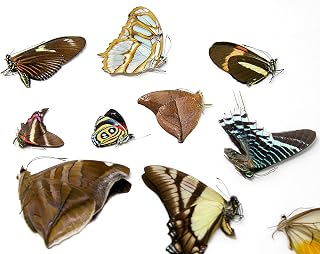 Pack of 10 Assorted Dry-Preserved Tropical Butterflies, Real Specimens (Lepidoptera, Entomology, Butterfly Taxidermy)
