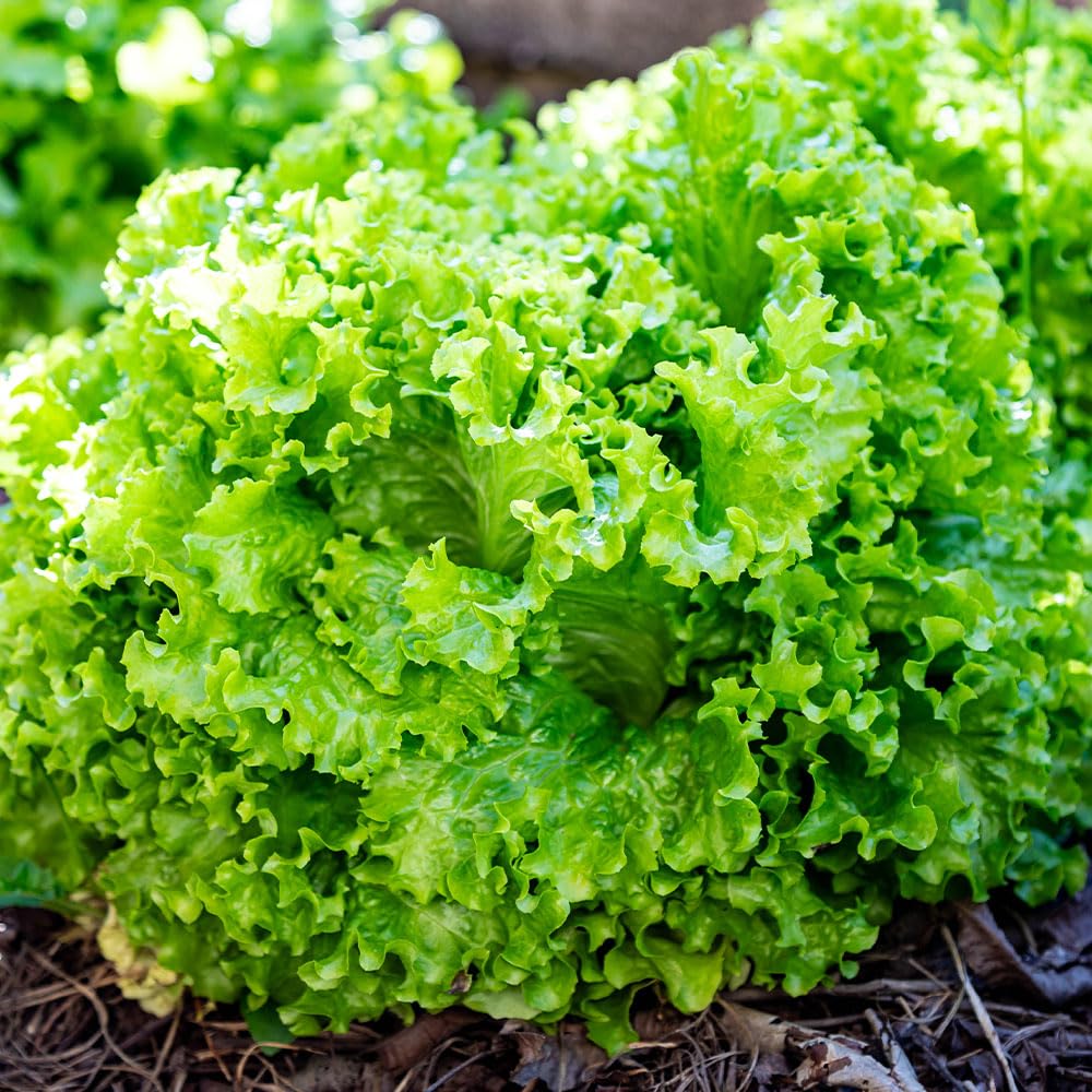 Lettuce Seeds – Bionda Ricciolina da Taglio – Organic Cutting Lettuce – Soft Frilly Leaves – Easy to Grow Italian Type – Long Harvest Season