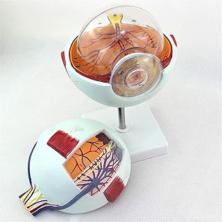 Study Model Anatomical Model of Eyeball - 6X Magnification Natural Eyeball - Detachable 6 Parts Mediacl Human Eye Anatomical Model - Human Organ Anatomy Model - for Medical Training SaiFei