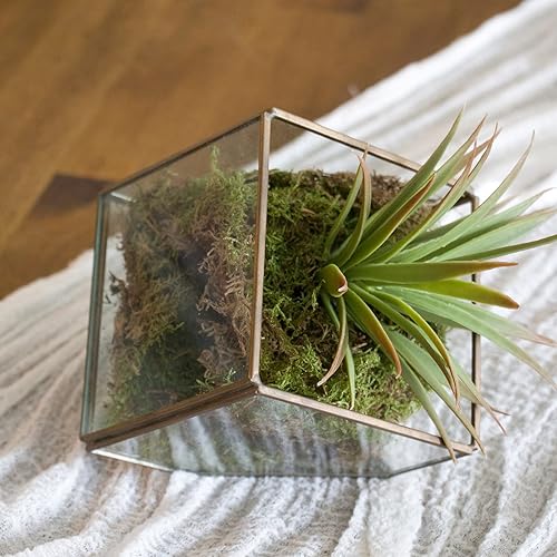 Deco Moss por Ashland®