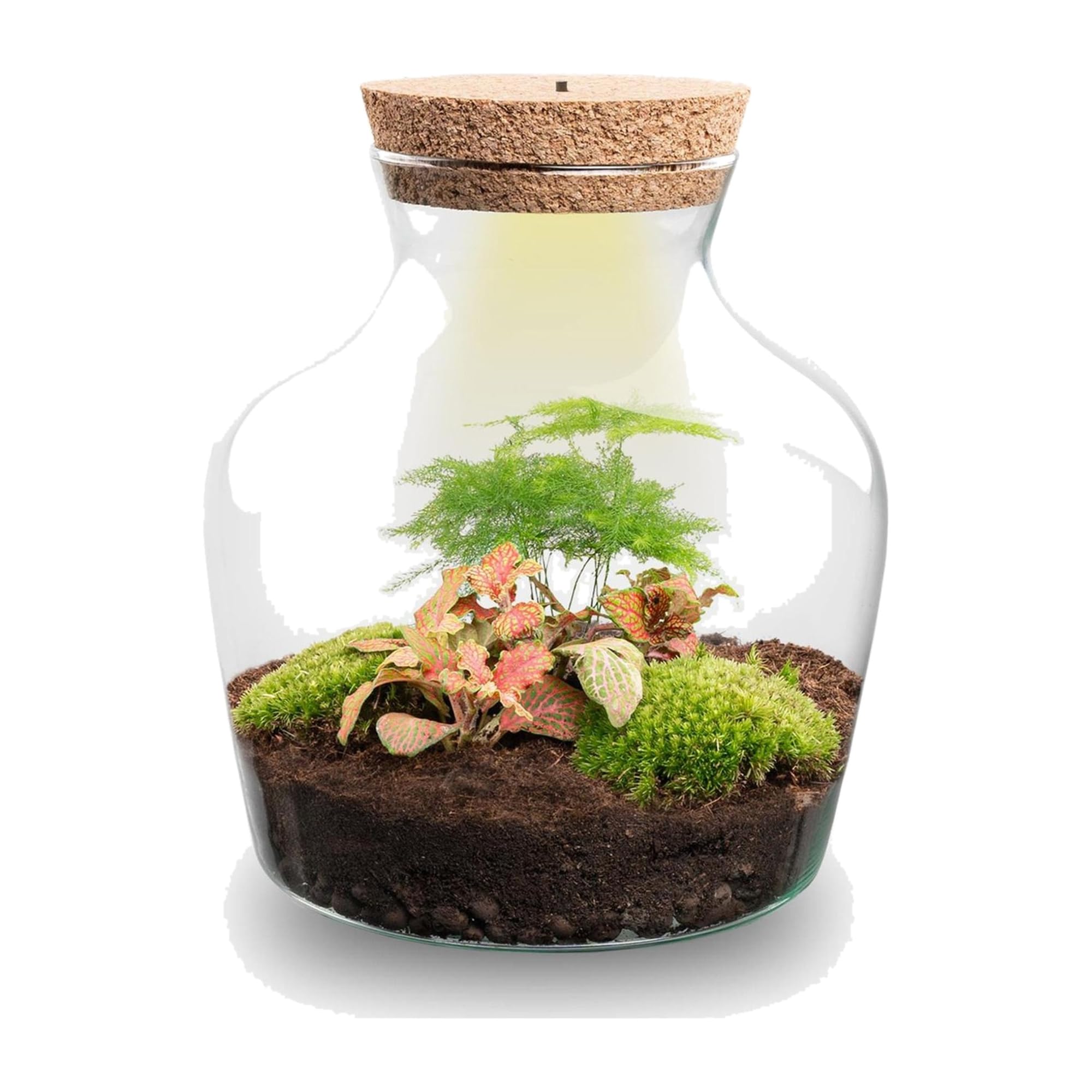 DIY Terrarium mit Kork, Deko für Zuhause, Grün, 21.5 cm Set mit Licht