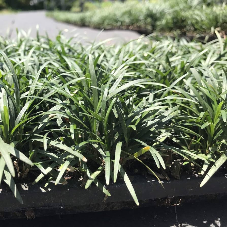 たまりゅう  玉竜(タマリュウ)2個～【花苗 2.5号ポット】｜ 【植物の