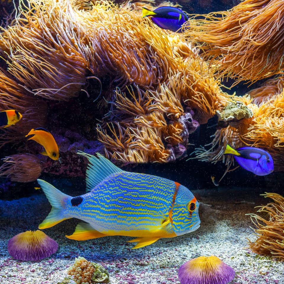 BESPORTBLE Simulation Coral Reef Aquarium Decoration - Violet