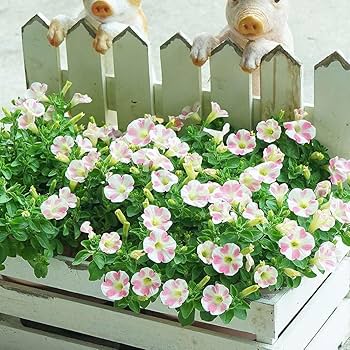 みなco　サフィニア　フリル　ももいろハート　8号　２鉢セット Amazon | はなみどり サフィニア ももいろハート 花苗 2株