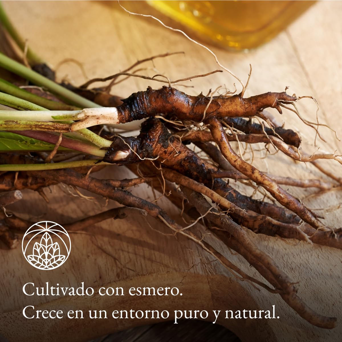Raíz de diente de león Monte Nativo (300g) - Té Diente de leon infusion - Dandelion tea - Infusiones de hierbas - Té de hierbas – Cuidadosamente cortado y secado – 100% puro y natural — view 4