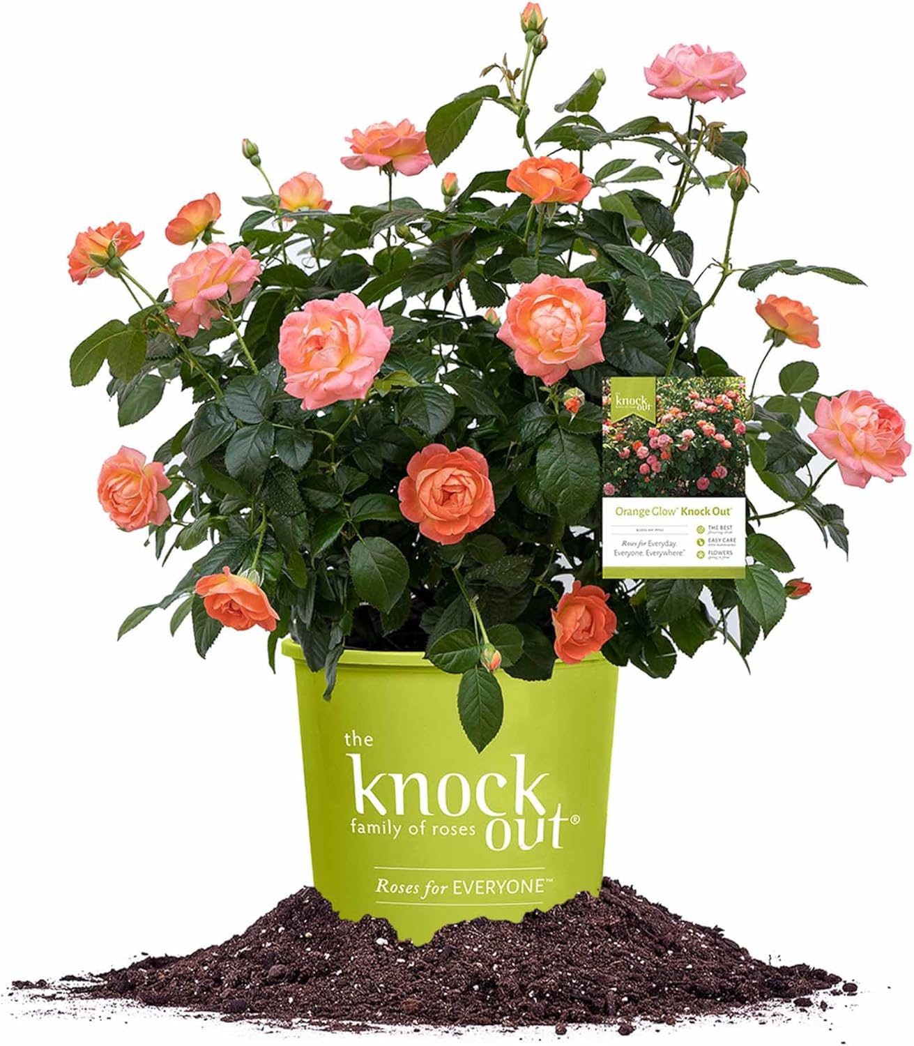 Perfect Plants Orange Glow Knock Out® Rose Bush 3 Gallon | Live Roses | Flowering Shrub