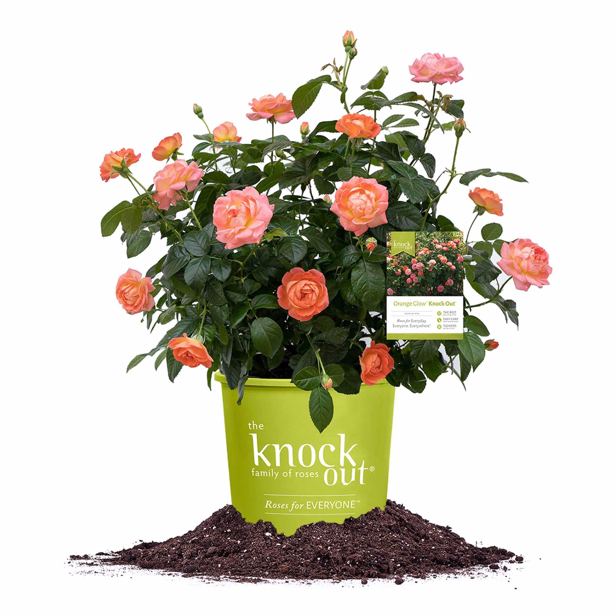Perfect Plants Orange Glow Knock Out Rose Bush