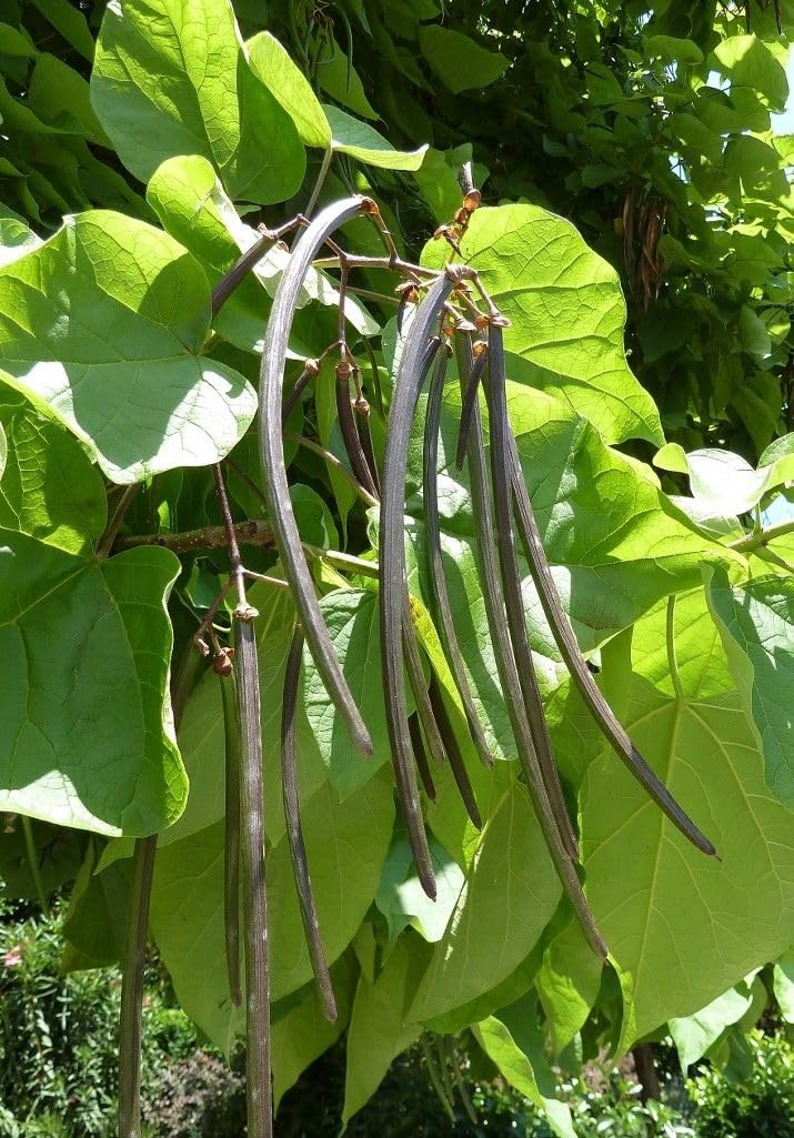 Catalpa bignonioides "Albero dei sigari" pianta in vaso ø26 h. 2 metri e oltre Vivaio di Castelletto