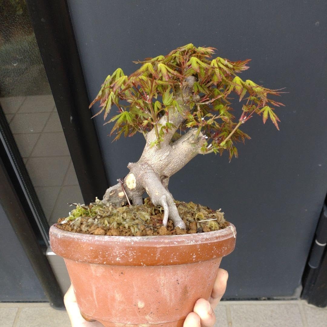 最終価格】Monsterpiece Fuzz MK 1.5 Fuzz ファズ PNP Fuzz & PNP dlx