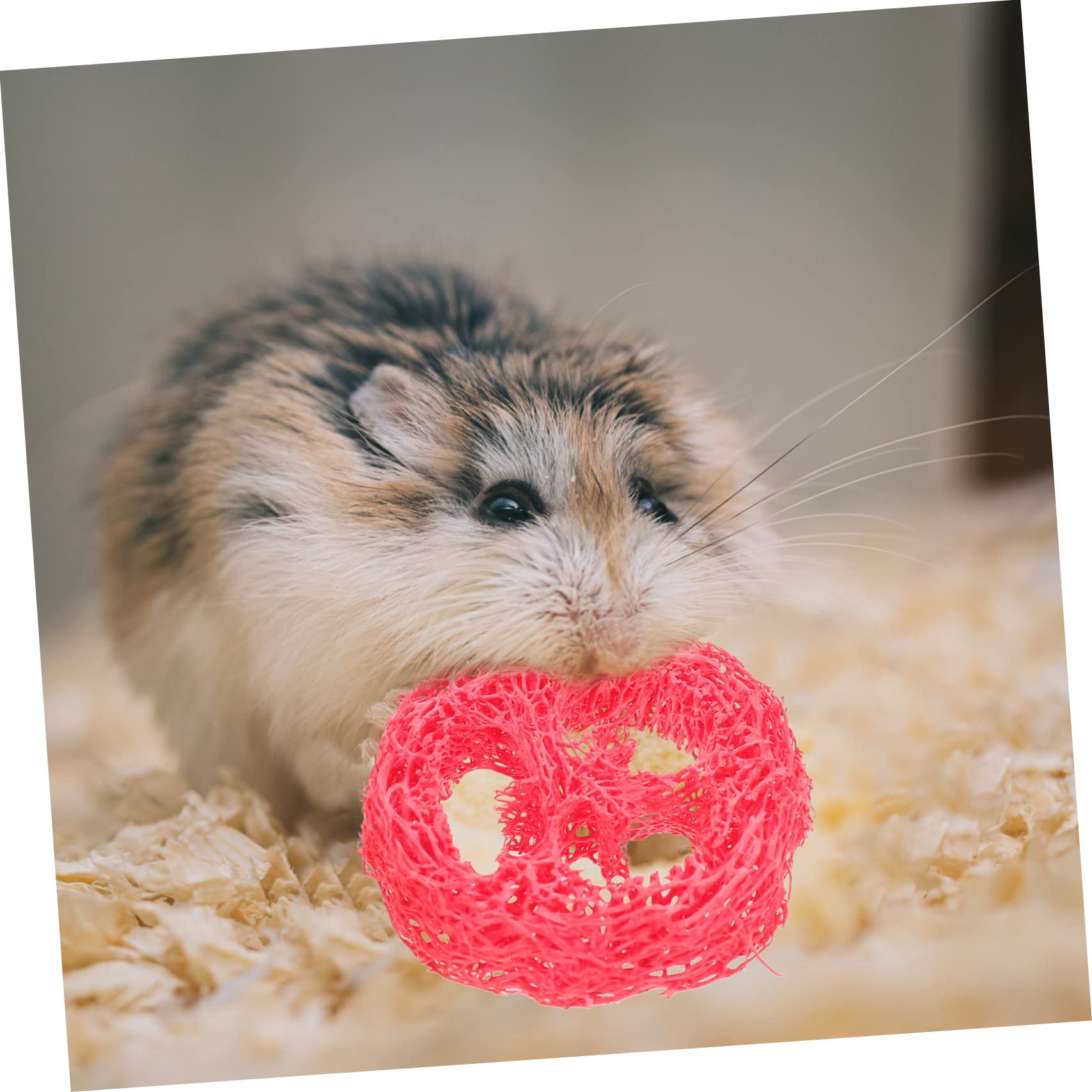 BESPORTBLE 5sets Giocattoli Da Masticare Per Conigli e Criceti Brillanti e Design Creativo Per Gioco e Comportamenti Distruttivi Sicuri e Attraenti Per Animali Domestici